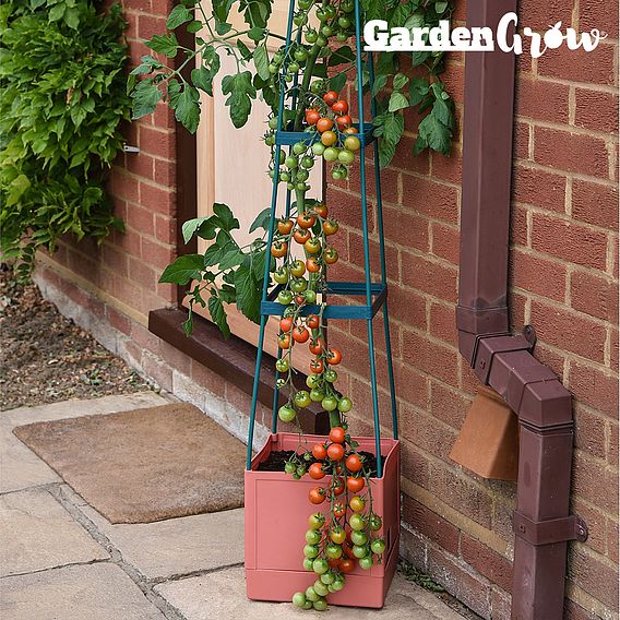 4 Tier Self Watering Tomato Tower